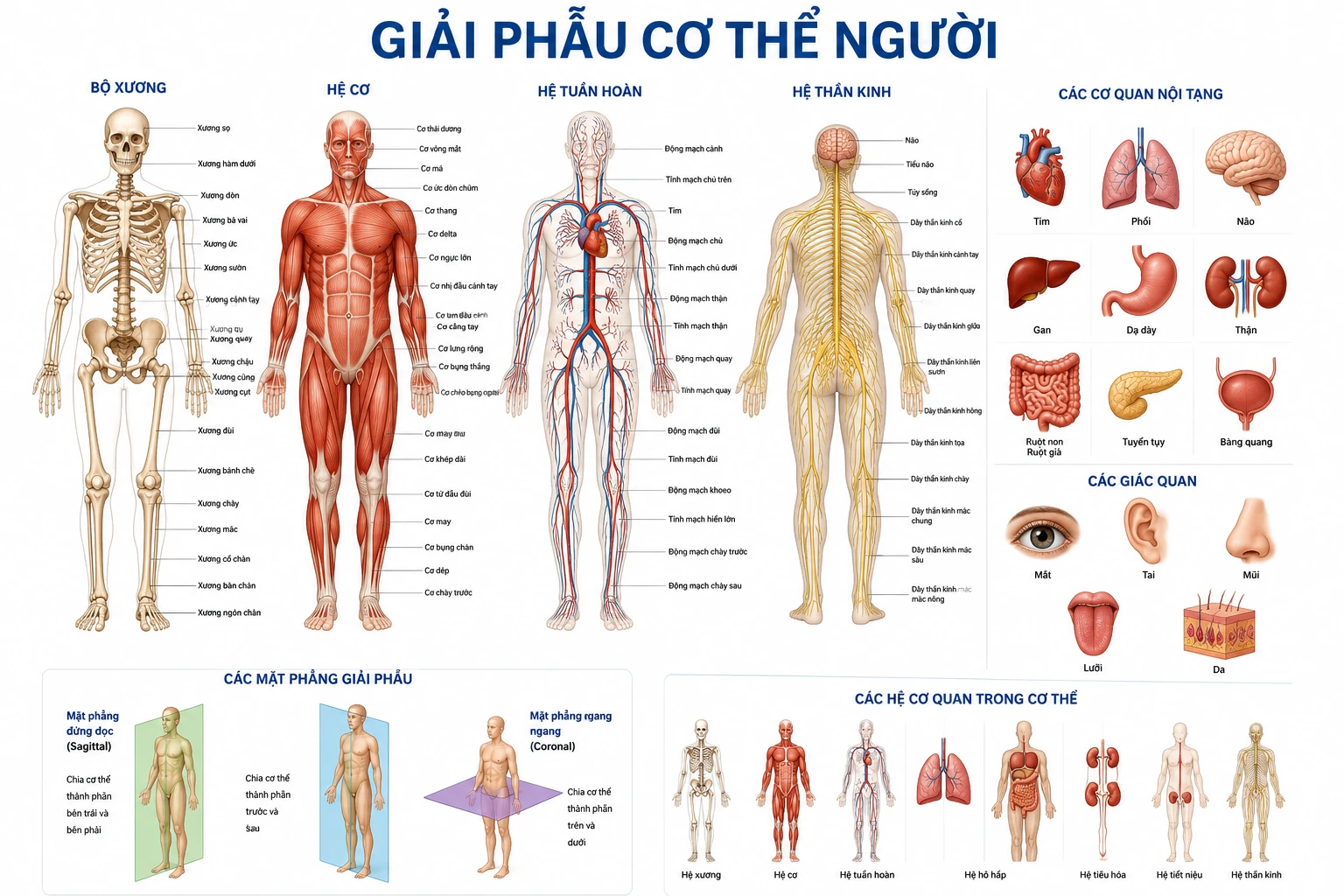 Giải phẫu