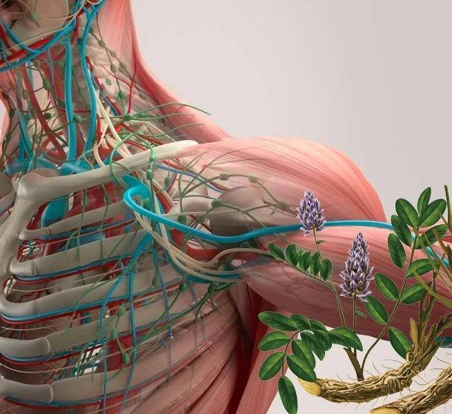 Dẫn Lưu Bạch Huyết Là Gì? Giải Mã Liệu Pháp Tự Nhiên Thanh Lọc Cơ Thể Được Ưa Chuộng Hiện Nay