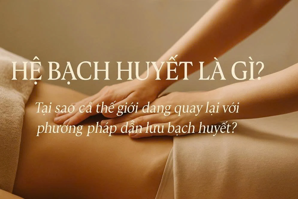 Hệ bạch huyết là gì? Cấu tạo, vai trò và mối liên hệ với hệ miễn dịch